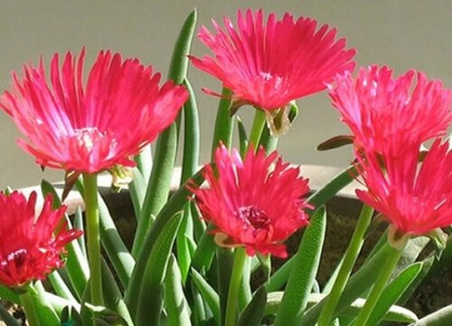 多肉奔龙开花后叶片软塌塌怎么办