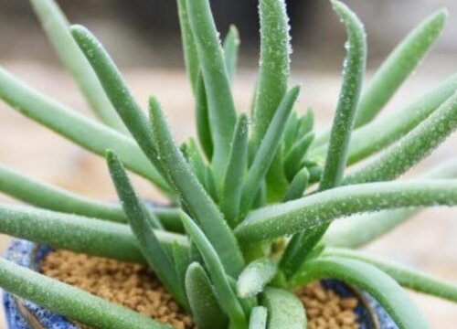 多肉奔龙开花后叶片软塌塌怎么办