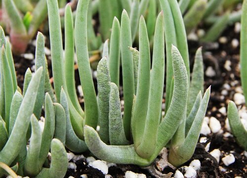 多肉奔龙开花后叶片软塌塌怎么办