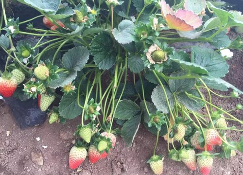 大棚草莓苗什么时候控旺最好