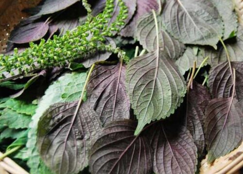 紫苏亩产量一般多少斤