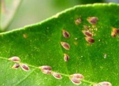 花卉病虫害防治技术与方法措施