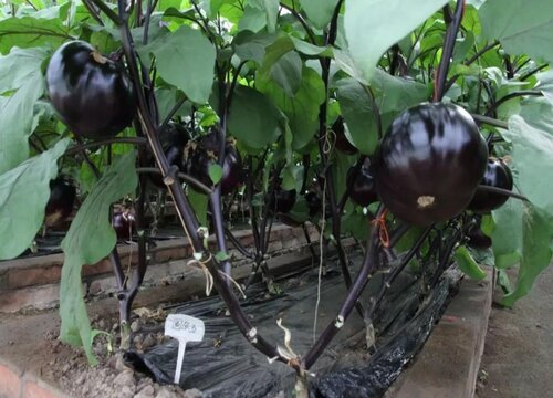 茄子最佳种植温度是多少度
