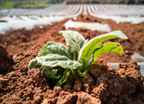 雪莲果种植时间和技术方法