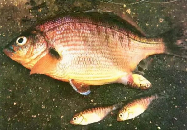 蛇挡路白天有什么说法