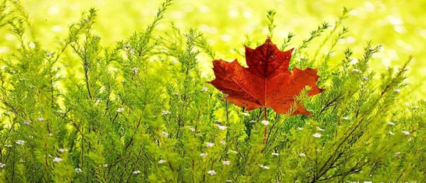 蛇挡路白天有什么说法