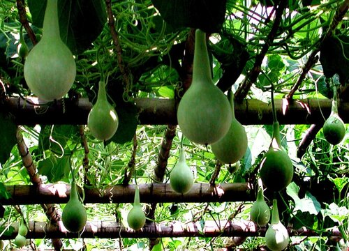 大葫芦什么时候采摘最合适