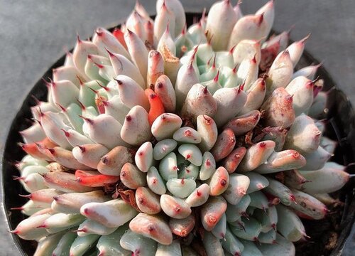 多肉如何控水才能养出状态