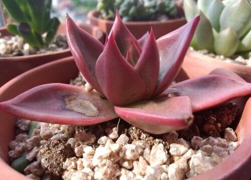 多肉如何控水才能养出状态