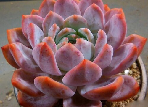 多肉如何控水才能养出状态