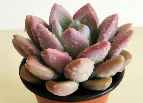 多肉如何控水才能养出状态