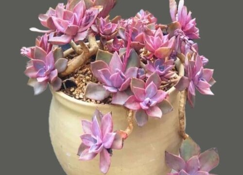 多肉如何控水才能养出状态