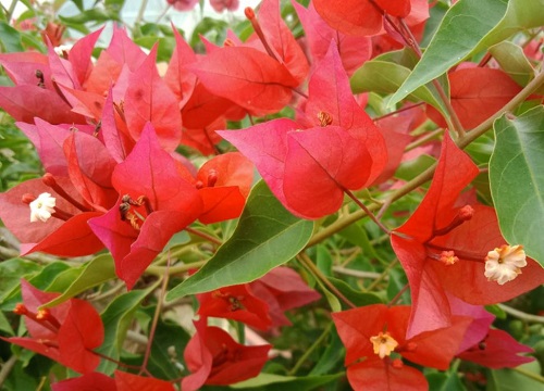 三角梅桑巴勤花吗