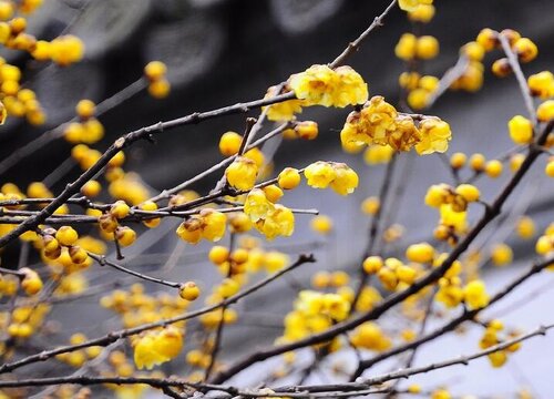 家里能种腊梅树吗