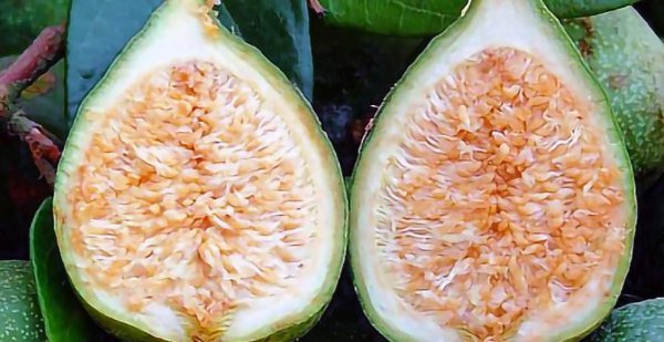 白凉粉原材料是什么东西