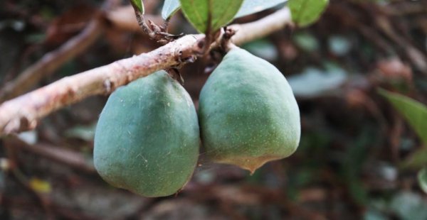 白凉粉原材料是什么东西