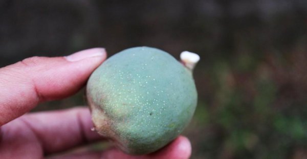 白凉粉原材料是什么东西