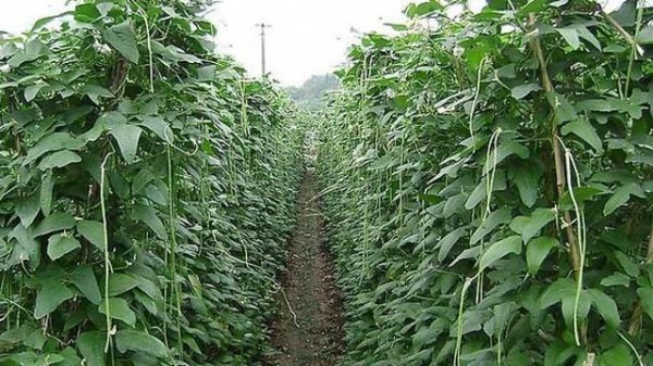 豆角开花了需要追肥吗