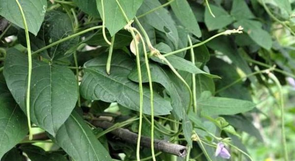 豆角开花了需要追肥吗