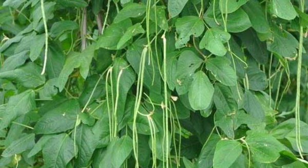 豆角开花了需要追肥吗