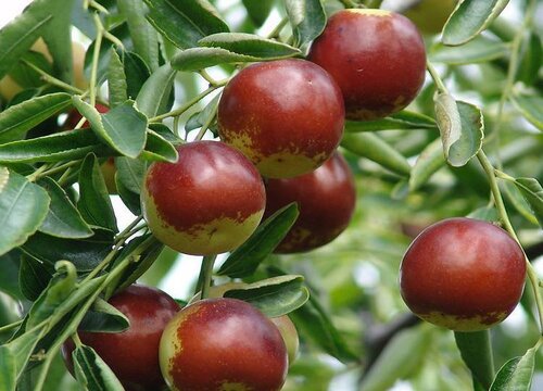 枣树几月开花几月结果