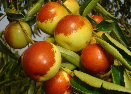 枣树几月开花几月结果