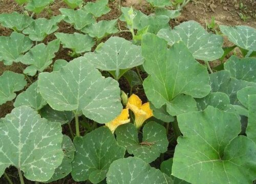 南瓜种子怎么种植方法