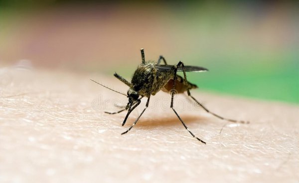 没有蚊香怎么驱蚊最有效