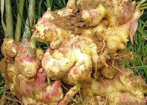 洋生姜几月份收获