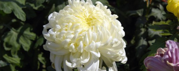 墓碑前放什么花