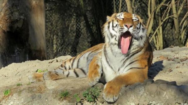 十二生肖谁最蛮横霸道