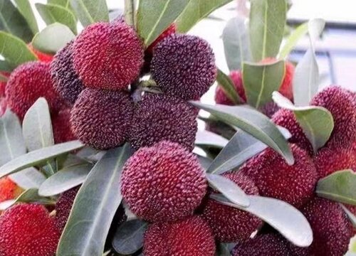杨梅膨果肥用什么肥最好