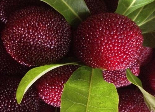 杨梅膨果肥用什么肥最好