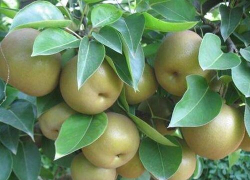 高邮盛产什么水果