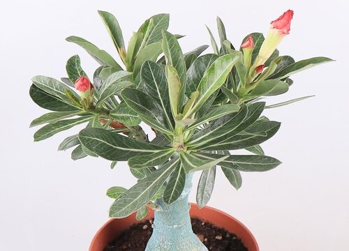 沙漠玫瑰久不开花是什么原因