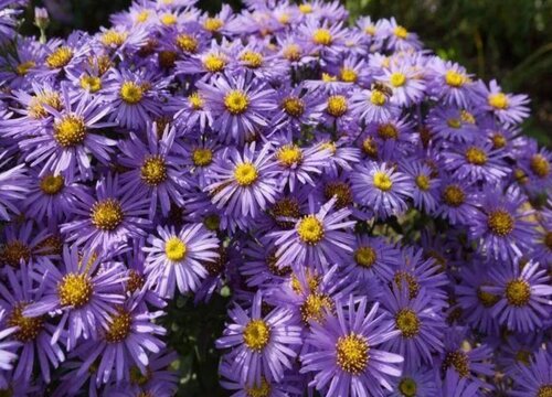 紫苑花的养殖方法和注意事项