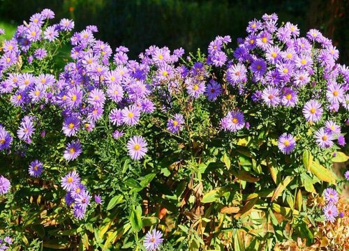 紫苑花的养殖方法和注意事项