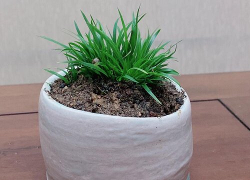 菖蒲冬天怎么养护