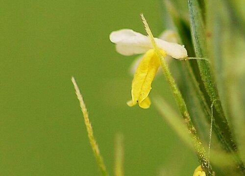 小麦开花吗 开花多长时间
