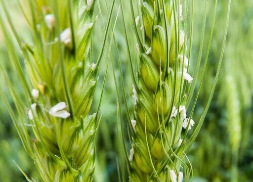 小麦开花吗 开花多长时间