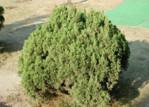 家里养刺柏吉利吗