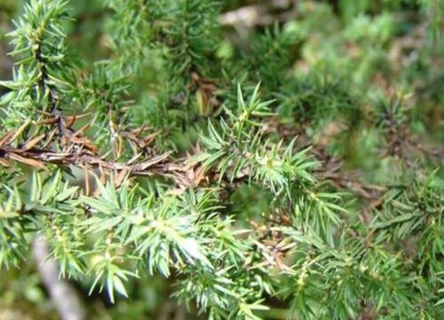 家里养刺柏吉利吗