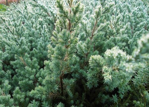 家里养刺柏吉利吗