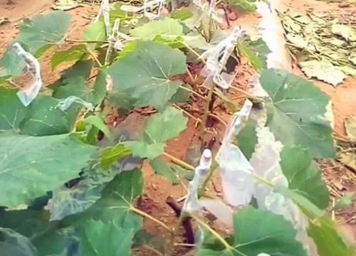 巨胜是什么植物