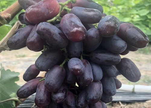 巨胜是什么植物