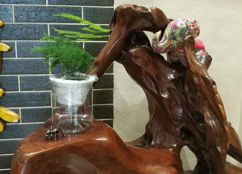 文竹怎么养护出状态