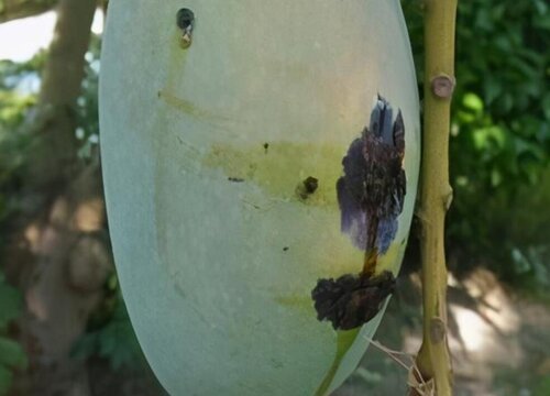 芒果炭疽病的发病原因与治疗方法