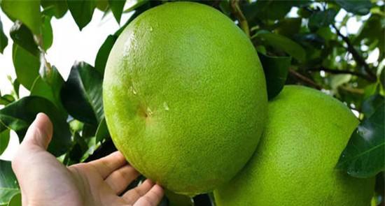 柚子怎么种才能高产