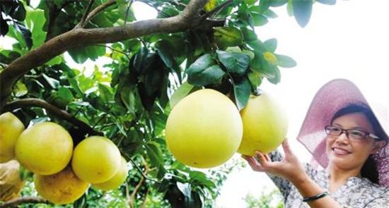 柚子怎么种才能高产