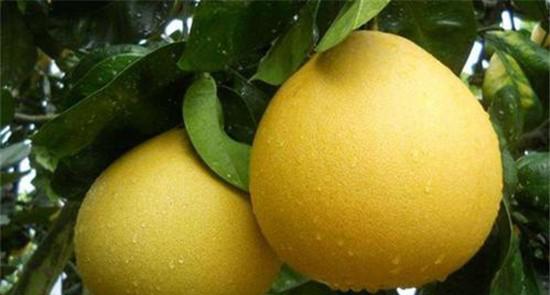 柚子怎么种才能高产